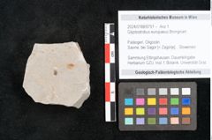 Foto (Objekt + Etikett) von Glyptostrobus europaeus Brongniart (NHMW-GEO-2024-0188-6751)